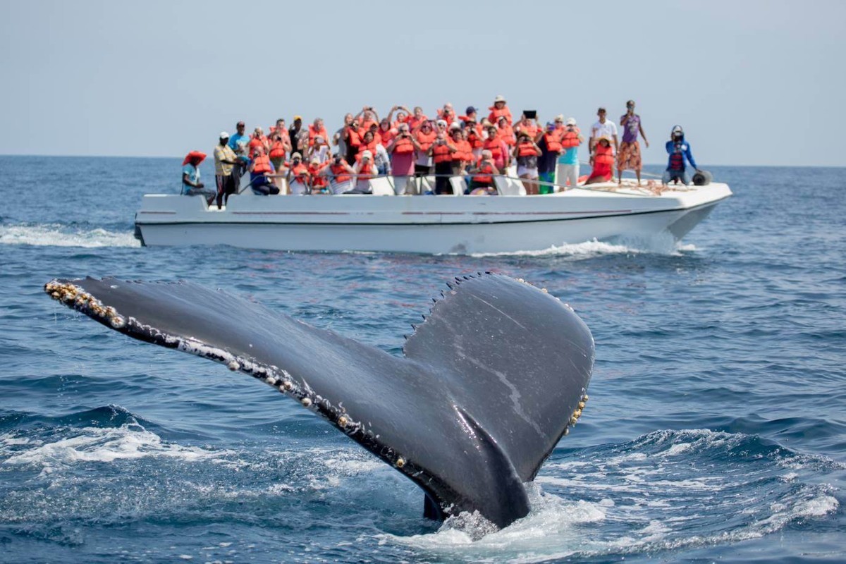 avistamiento de ballenas